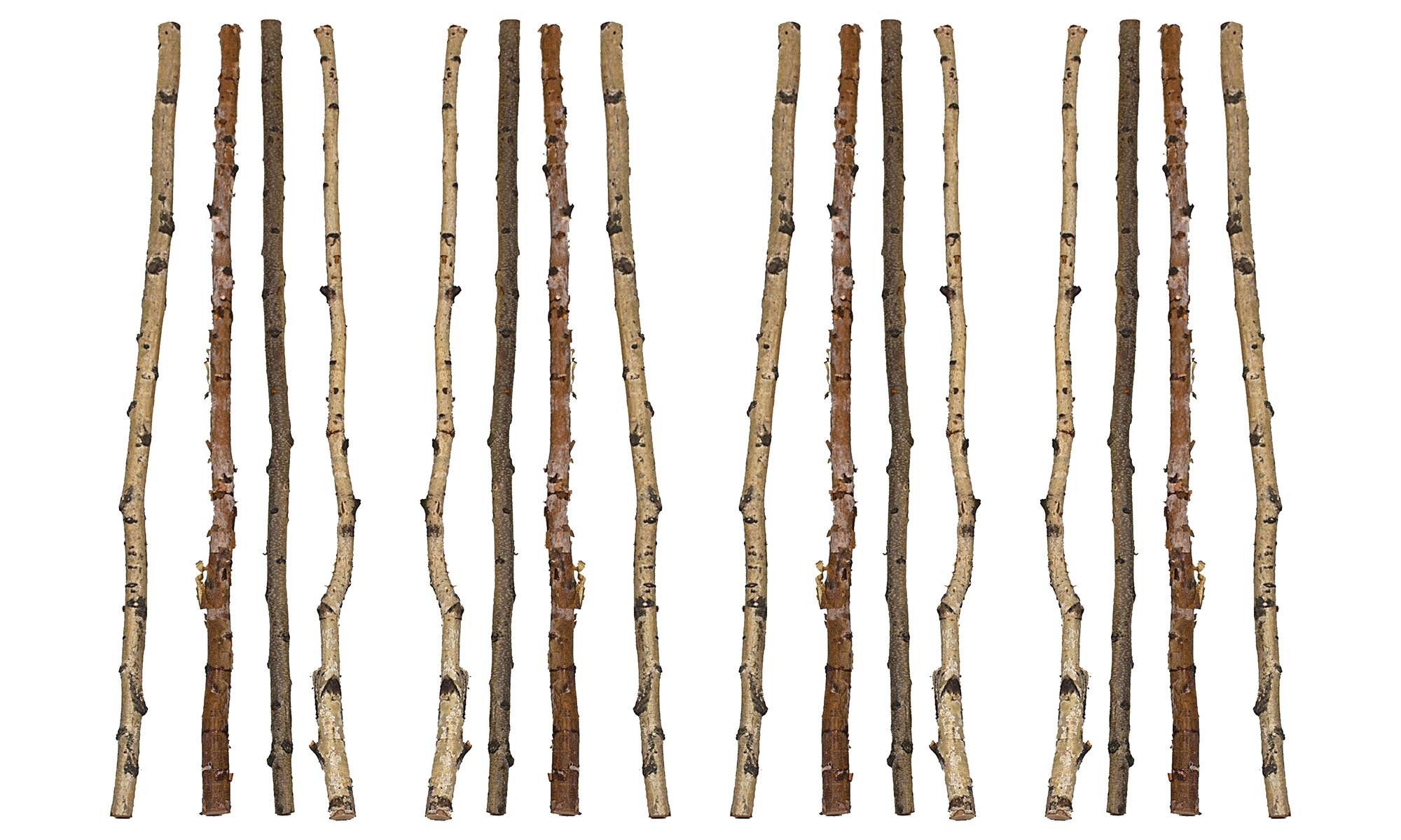 Hello Honey® 59" Long Wood Birch Branches, 16ct.